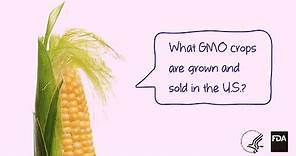 Agricultural Biotechnology: What GMO Crops are Grown and Sold?