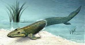 A Tail Of Four Feet: the evolution of tetrapod animals