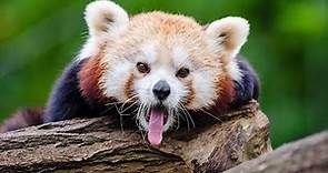 Red Panda Facts, Habitat and Species Revealed | wild animals