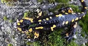 Información básica sobre la salamandra común Europea