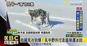 最新》哈薩克冷到爆！乳牛野外行走直接遭冰封 @newsebc