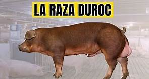 Raza de cerdo Duroc, características, manejo y ventaja al criarlos.