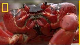 Les crabes rouges préparent le terrain de la reproduction
