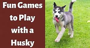 What are the different Fun Games to Play With Your Husky?