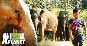 "Los elefantes son parte de la familia" | The Dodo: En busca de héroes | Animal Planet