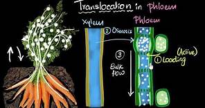 Phloem & translocation | Life processes | Biology | Khan Academy