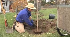 How to Plant a Tree, Step by Step (garden.org)