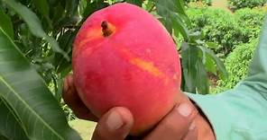 Agricultura al Día / ¿Cómo es un cultivo de mango?