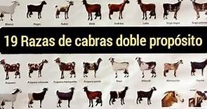 Las 19 mejores razas de cabras doble propósito. Producen carne y leche.