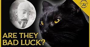 Shocking Black Cat Myths & Superstitions Explained!