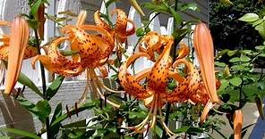 Tiger Lily - Gardening 101 by Dr. Greenthumb