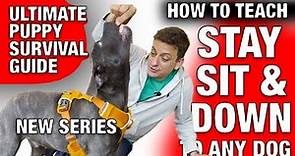 Episode 4: Day 2: 3 Easy Ways to Train Sit, Stay and Down to ANY Dog