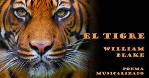 El tigre, de William Blake | Poema musicalizado
