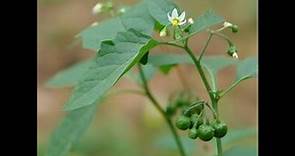 Common plants... Scientific name : Solanum nigrum II Family : Solanaceae