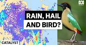 Spying on bird migration with weather radar | The Secret Lives Of Our Urban Birds