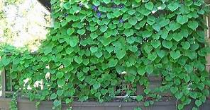 Tour of Morning Glory Vines Growing All Over My House