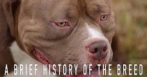 AMERICAN BULLY: A BRIEF HISTORY OF THE BREED