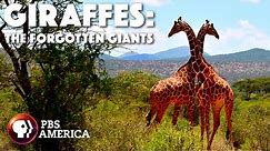 Giraffes: The Forgotten Giants FULL SPECIAL | PBS America