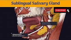 Sublingual Salivary Gland | Situation | Relation | Blood & Nerve Supply | Lymphatic Drainage