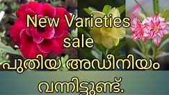 #sale |Adenium online Sale|Healthy Plants|Gardeneca_home