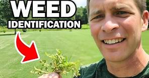 Identify 30 Common Weeds in the Lawn