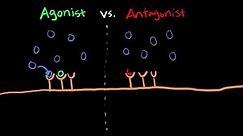 The Difference Between Agonists vs. Antagonists