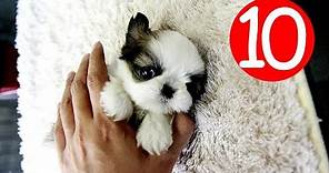 Top 10 Cutest Pocket Dog Breeds