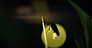 Fireflies: Nature's Femme Fatales | Animal Einsteins | BBC Earth