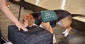 為什麼機場檢疫犬幾乎都是米格魯？原來牠們身上竟有這樣的秘密…-風傳媒