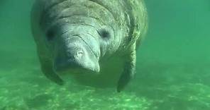 The West Indian Manatee: Costa Rica