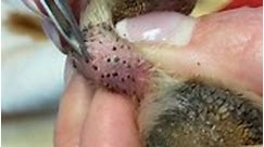 Reacts to (New)Removing Impacted Hair Follicles From Puppy's Paw
