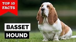 Basset Hound - Top 10 Facts