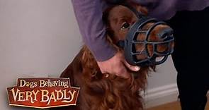 Dogs Behaving Very Badly - Series 2, Episode 10 | Full Episode