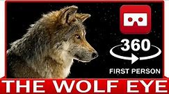 360° VR VIDEO - Wolf in point of View - Eye of Lupus - Howling Growling - POV - VIRTUAL REALITY 3D