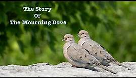 Mourning Doves Habits - Mating, Eating, Nesting, & Lifespan - 2023 #mourningdove