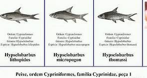Peixe, ordem Cypriniformes, família Cyprinidae, peça 2 labeo hypselobarbus labeobarbus gobio fish