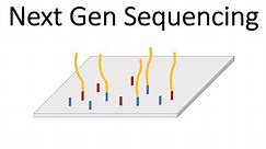 Next Generation Sequencing (Illumina) - An Introduction
