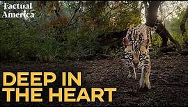 Deep in the Heart of Texas Wildlife (Documentary)
