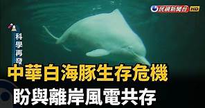 科學再發現–中華白海豚生存危機 盼與離岸風電共存－民視新聞