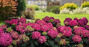 12 Stunning Hydrangea Varieties You Need to Know About