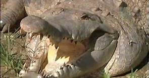 Caiman del Orinoco (Crocodylus intermedius) - Río Verde