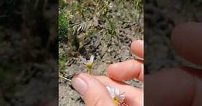 Matricaria chamomilla - Camomille matricaire - Camomille allemande
