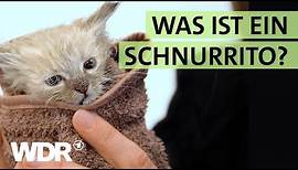 Badetag für Katzen-Babys und Neustart für Straßen-Hunde | S02/E06 | Hallo Tierheim | WDR