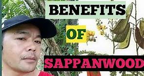 TOP BENEFITS OF SAPPANWOOD (SIBUKAW) | exploring KINGDOM PLANTAE