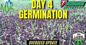 How long does it take for Tall Fescue to germinate? Mountain View Seed Review, Day 4 Germination!