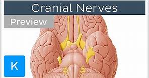 Cranial nerves: list and functions (preview) - Human Anatomy | Kenhub