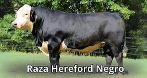 Raza de Ganado Hereford Negro. Descubriendo el Fascinante Mundo del Ganado Black Hereford