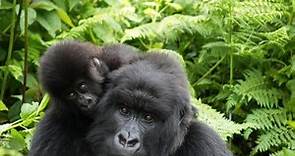 ¿Están los gorilas en peligro de extinción? - Datos e información