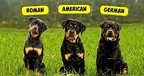 5 TYPES OF ROTTWEILERS