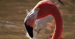 El Flamenco rosado, el ave más vistosa de La Guajira, Colombia, Colombian birds